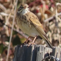 Anthus australis at Franklin Grassland (FRA_5) - 1 May 2024 11:57 AM