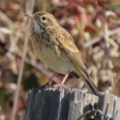 Anthus australis at Franklin Grassland (FRA_5) - 1 May 2024 11:57 AM