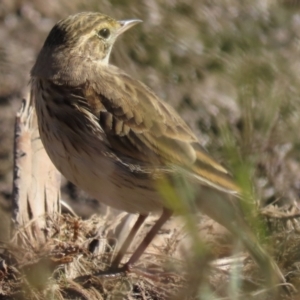 Anthus australis at Franklin Grassland (FRA_5) - 1 May 2024 11:57 AM