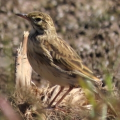 Anthus australis at Undefined Area - 1 May 2024 11:57 AM