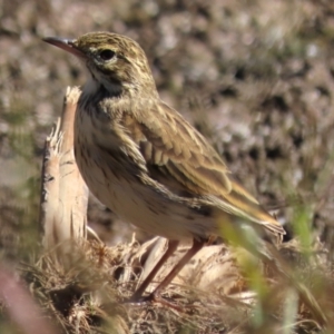 Anthus australis at Franklin Grassland (FRA_5) - 1 May 2024 11:57 AM