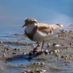 Charadrius melanops (Black-fronted Dotterel) at Budjan Galindji (Franklin Grassland) Reserve - 1 May 2024 by AndyRoo