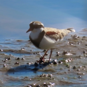 Charadrius melanops at Franklin Grassland (FRA_5) - 1 May 2024