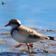 Charadrius melanops at Franklin Grassland (FRA_5) - 1 May 2024