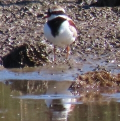 Charadrius melanops at Franklin Grassland (FRA_5) - 1 May 2024