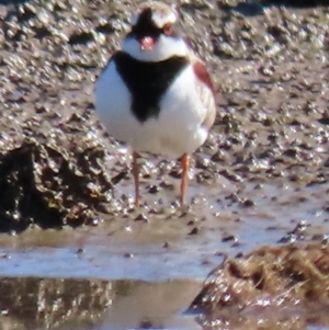 Charadrius melanops at Franklin Grassland (FRA_5) - 1 May 2024