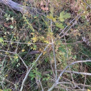 Crataegus monogyna at Mount Majura - 6 May 2024