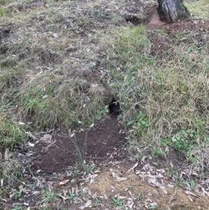 Oryctolagus cuniculus at Mount Majura - 6 May 2024