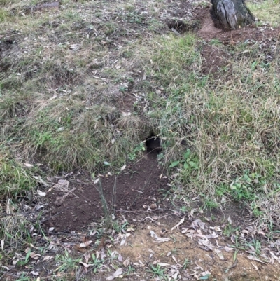 Oryctolagus cuniculus (European Rabbit) at Mount Majura - 6 May 2024 by waltraud