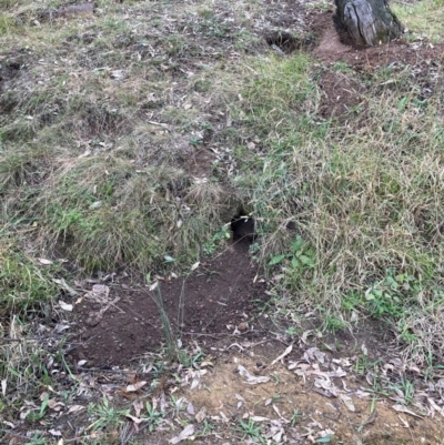 Oryctolagus cuniculus (European Rabbit) at Watson, ACT - 6 May 2024 by waltraud