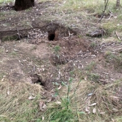 Oryctolagus cuniculus at Mount Majura - 6 May 2024