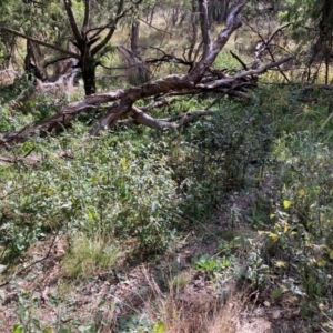 Solanum nigrum at Mount Majura - 6 May 2024