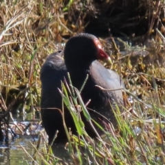 Gallinula tenebrosa (Dusky Moorhen) at Budjan Galindji (Franklin Grassland) Reserve - 1 May 2024 by AndyRoo