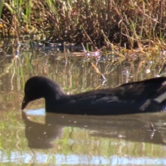 Gallinula tenebrosa at Budjan Galindji (Franklin Grassland) Reserve - 1 May 2024