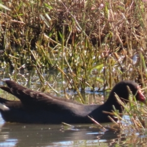 Gallinula tenebrosa at Budjan Galindji (Franklin Grassland) Reserve - 1 May 2024