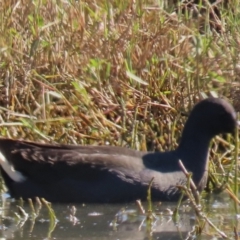 Gallinula tenebrosa at Budjan Galindji (Franklin Grassland) Reserve - 1 May 2024