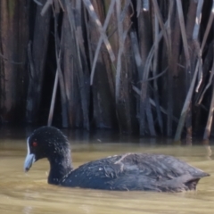 Fulica atra (Eurasian Coot) at Budjan Galindji (Franklin Grassland) Reserve - 1 May 2024 by AndyRoo