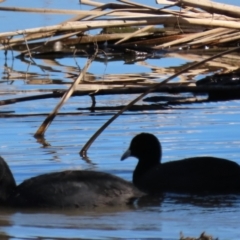 Fulica atra at Budjan Galindji (Franklin Grassland) Reserve - 1 May 2024