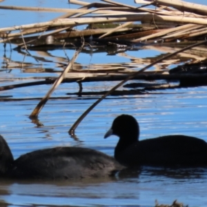 Fulica atra at Budjan Galindji (Franklin Grassland) Reserve - 1 May 2024 12:22 PM