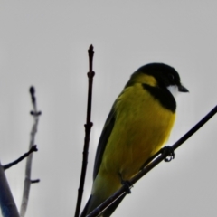 Pachycephala pectoralis (Golden Whistler) at Murrumbateman, NSW - 6 May 2024 by SimoneC