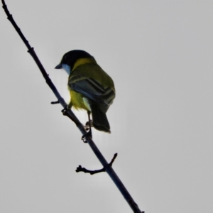 Pachycephala pectoralis at Murrumbateman, NSW - 6 May 2024