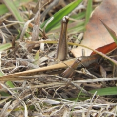 Austracris guttulosa (Spur-throated Locust) at Murrumbateman, NSW - 6 May 2024 by SimoneC