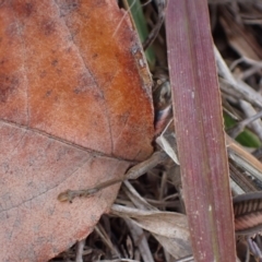 Austracris guttulosa at Murrumbateman, NSW - 6 May 2024 02:43 PM