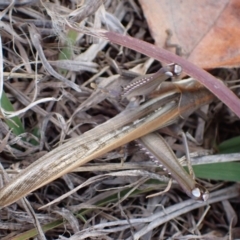 Austracris guttulosa at Murrumbateman, NSW - 6 May 2024