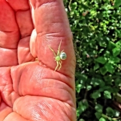 Lehtinelagia prasina at Winston Hills, NSW - 25 Mar 2024 by poppyde