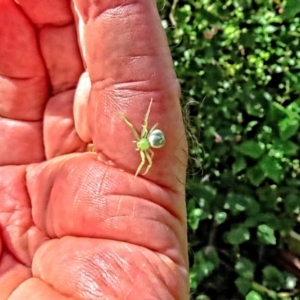 Unidentified Spider (Araneae) at suppressed by poppyde