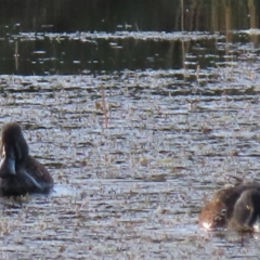 Spatula rhynchotis (Australasian Shoveler) at Dry Plain, NSW - 3 May 2024 by AndyRoo