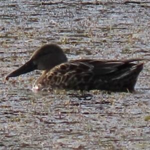 Spatula rhynchotis at Dry Plain, NSW - 3 May 2024