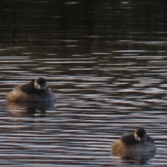 Tachybaptus novaehollandiae (Australasian Grebe) at Dry Plain, NSW - 3 May 2024 by AndyRoo