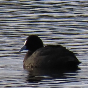 Fulica atra at Dry Plain, NSW - 3 May 2024