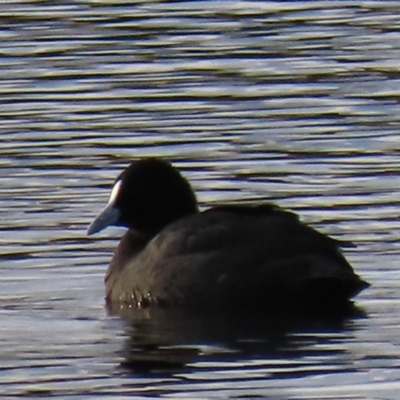 Fulica atra (Eurasian Coot) at Dry Plain, NSW - 3 May 2024 by AndyRoo