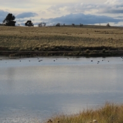 Fulica atra at Dry Plain, NSW - 3 May 2024