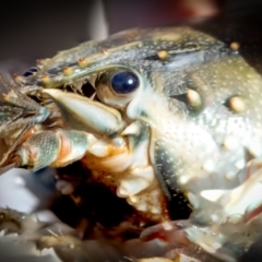 Euastacus armatus (Murray River Crayfish) at Point Hut to Tharwa - 6 May 2024 by Jek