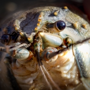 Euastacus armatus at Point Hut to Tharwa - 6 May 2024