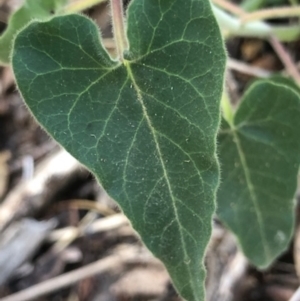 Oxypetalum coeruleum at Oakey Hill - 6 May 2024