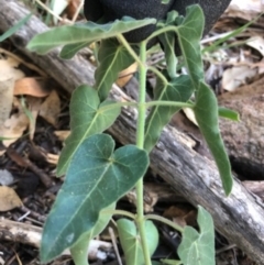 Oxypetalum coeruleum at Oakey Hill - 6 May 2024