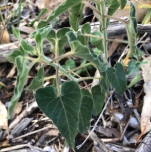 Oxypetalum coeruleum at Oakey Hill - 6 May 2024