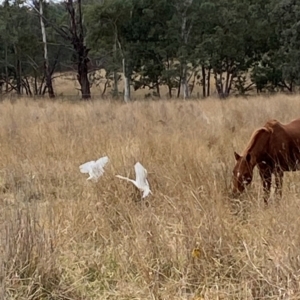 Bubulcus coromandus at Curtin, ACT - 6 May 2024 10:45 AM