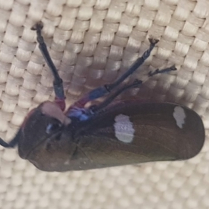 Eurymela distincta at Mount Majura - 6 May 2024