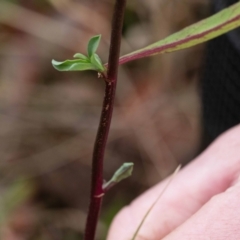 Symphyotrichum subulatum at Cantor Crescent Woodland, Higgins - 6 May 2024