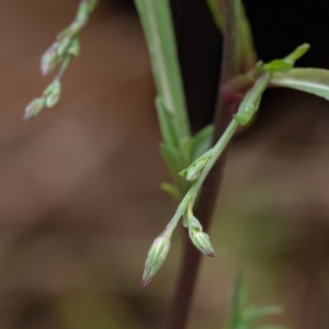 Symphyotrichum subulatum at Cantor Crescent Woodland, Higgins - 6 May 2024