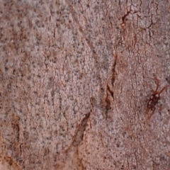 Erythraeidae (family) (Erythraeid mite) at Murrumbateman, NSW - 27 Apr 2024 by SimoneC