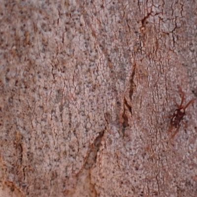 Unidentified Mite and Tick (Acarina) at Murrumbateman, NSW - 27 Apr 2024 by SimoneC