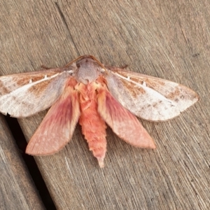 Oxycanus australis at Rugosa - 6 May 2024