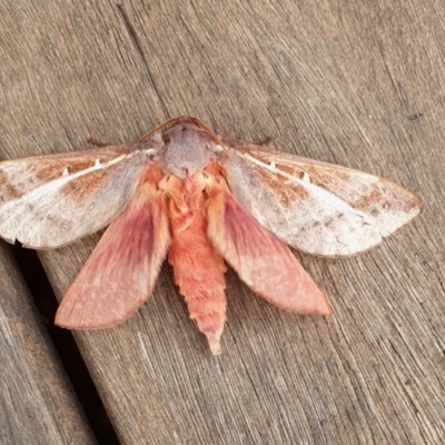 Oxycanus australis (Southern Oxycanus) at Rugosa - 6 May 2024 by SenexRugosus