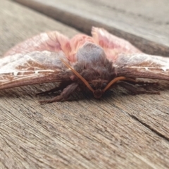 Oxycanus australis at Rugosa - 6 May 2024